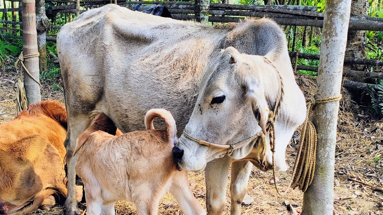 🐄 Real Desi Cow Life | Gaon Ka Sukoon Bhara Scene 😍