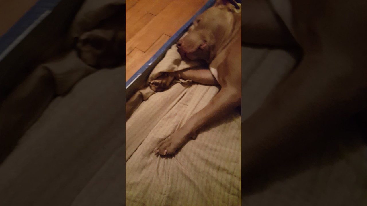 Blondy 53days pregnant babies moving full rednose pitbull