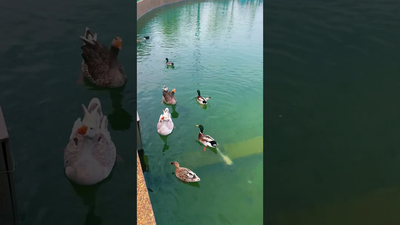 Israel Park Raanana Nature