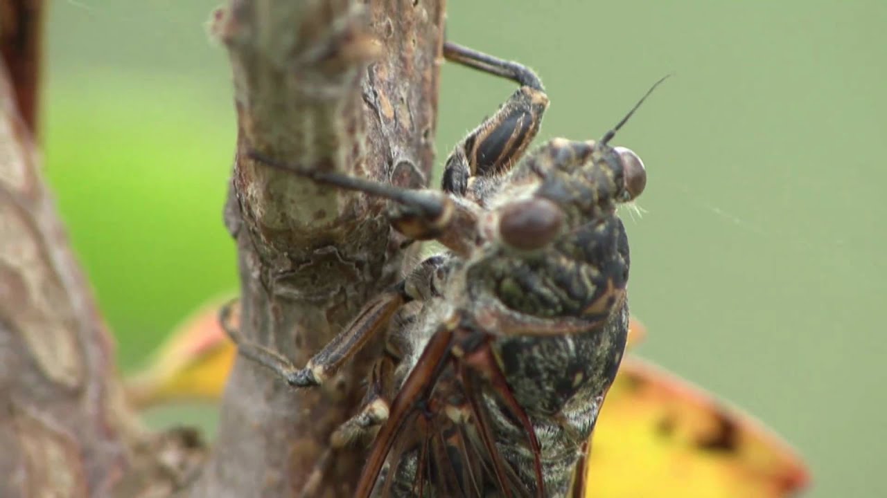 Buzzing Chicchi Cicada チッチゼミの鳴き声