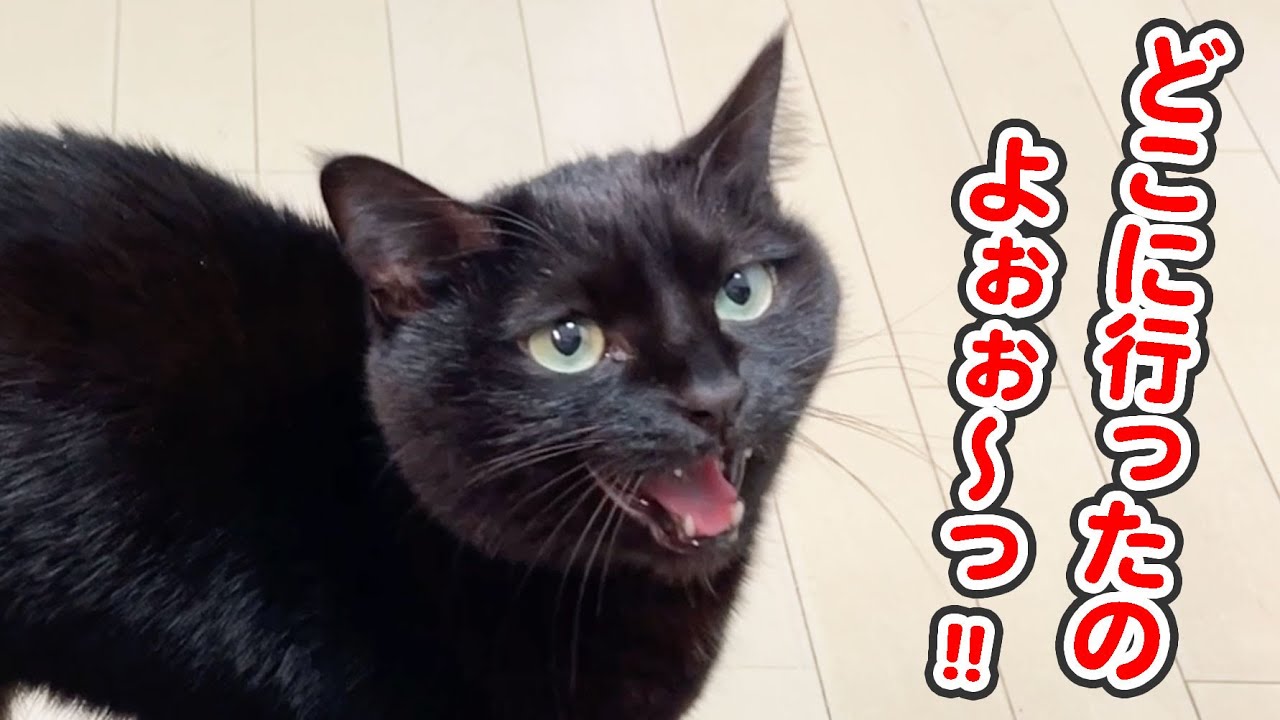 「どこに行ったの&hellip;？」と、居なくなったママの事を心配する猫