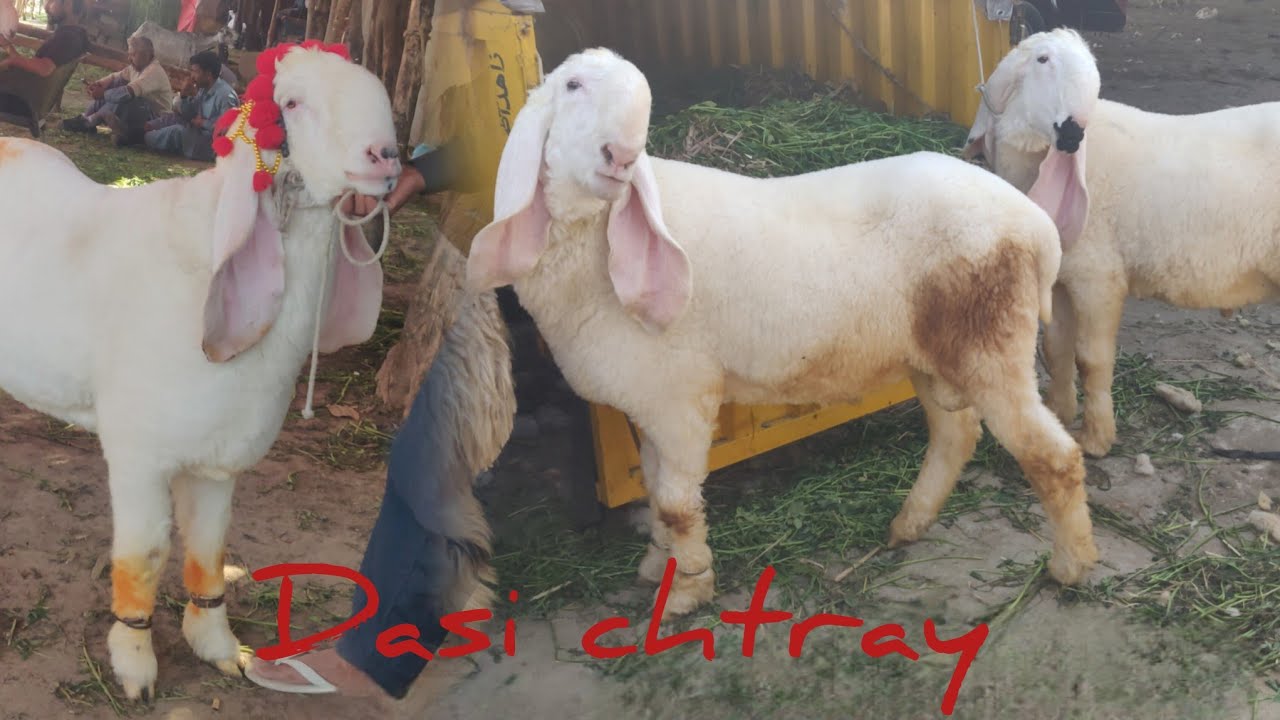 Dasi chtray kajay qubrani 2026 ka mall lahore bakra mandi makhhi channy bakray shahpur 