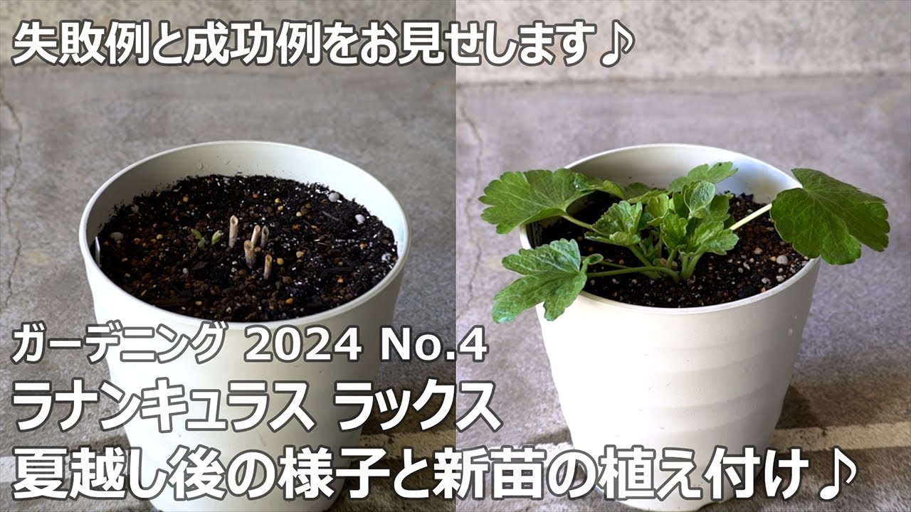 【ガーデニング 2024 No.4】 ラナンキュラスラックス”ティーバ”の植え付け