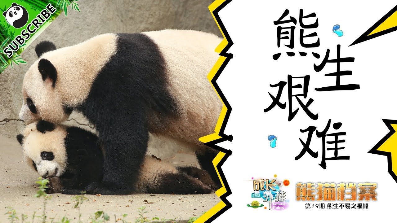 《熊貓檔案》 成長外挂第二十一期：這就是愛，說也說不清楚 20171019 | iPanda