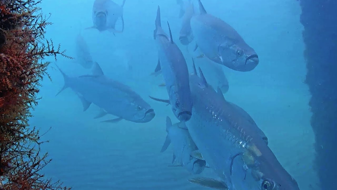 Hooked on the King of Swing - April 2023 Fish Recap
