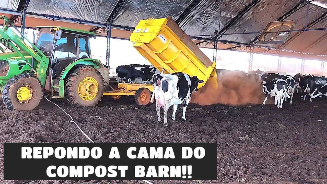 REPONDO A CAMA DO COMPOST BARN, COM O ESTERCO DAS NOVILHAS! Será que da certo??