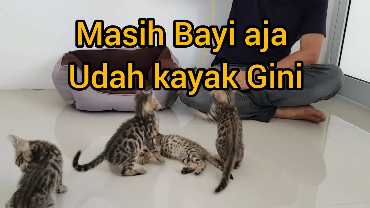Edisi Kucing: Beli 5 Bayi Bengal