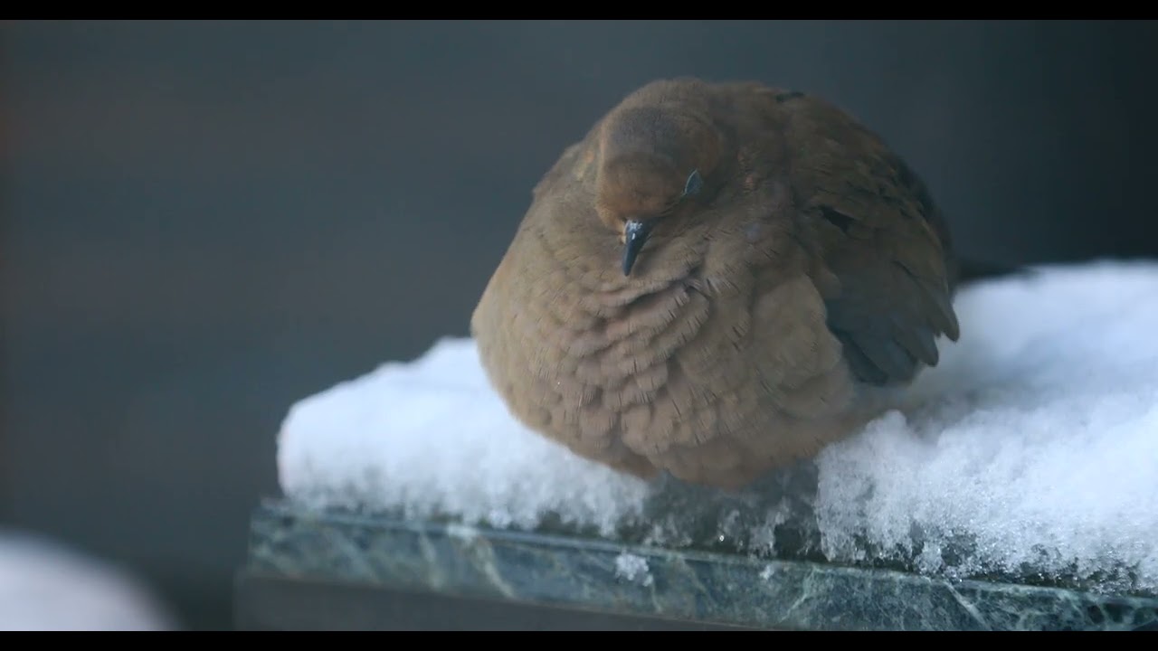 oh to be a fluffy bird keeping warm