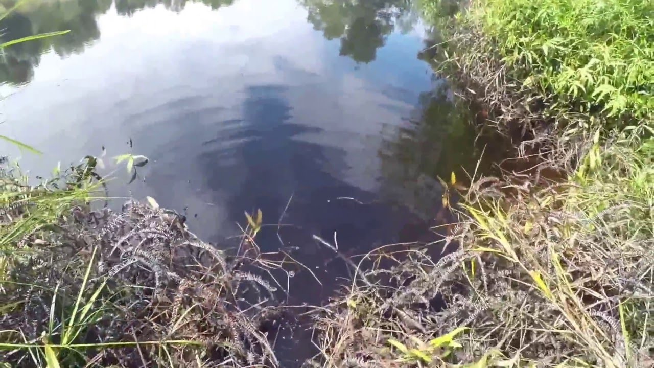 Zerek Live Flash Minnow