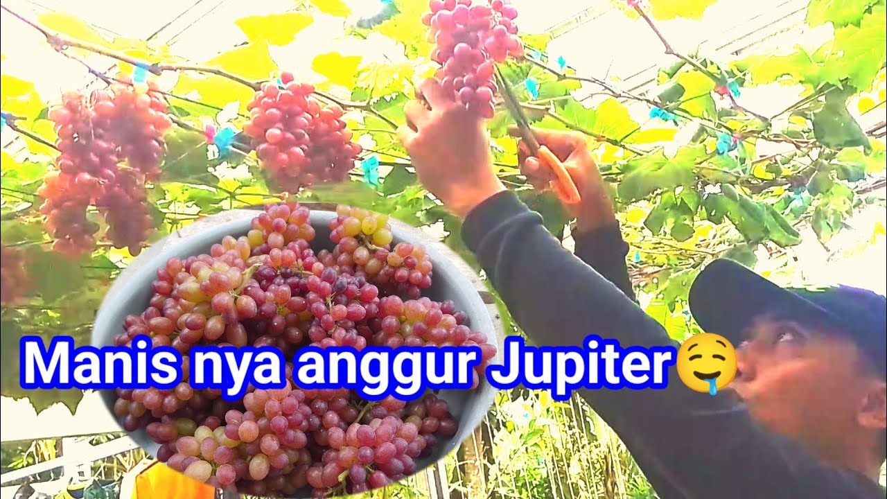 Panen Buah Anggur Di Pekarngan Rumah #petanimilenial 