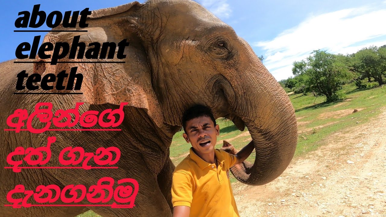 The most famous elephant / අලින්ගේ දත් ගැන දැනගනිමු #zoo #elephant #srilanka