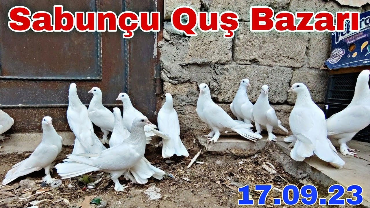 Sabunçu Quş Bazarı 17 sentyabr 2023