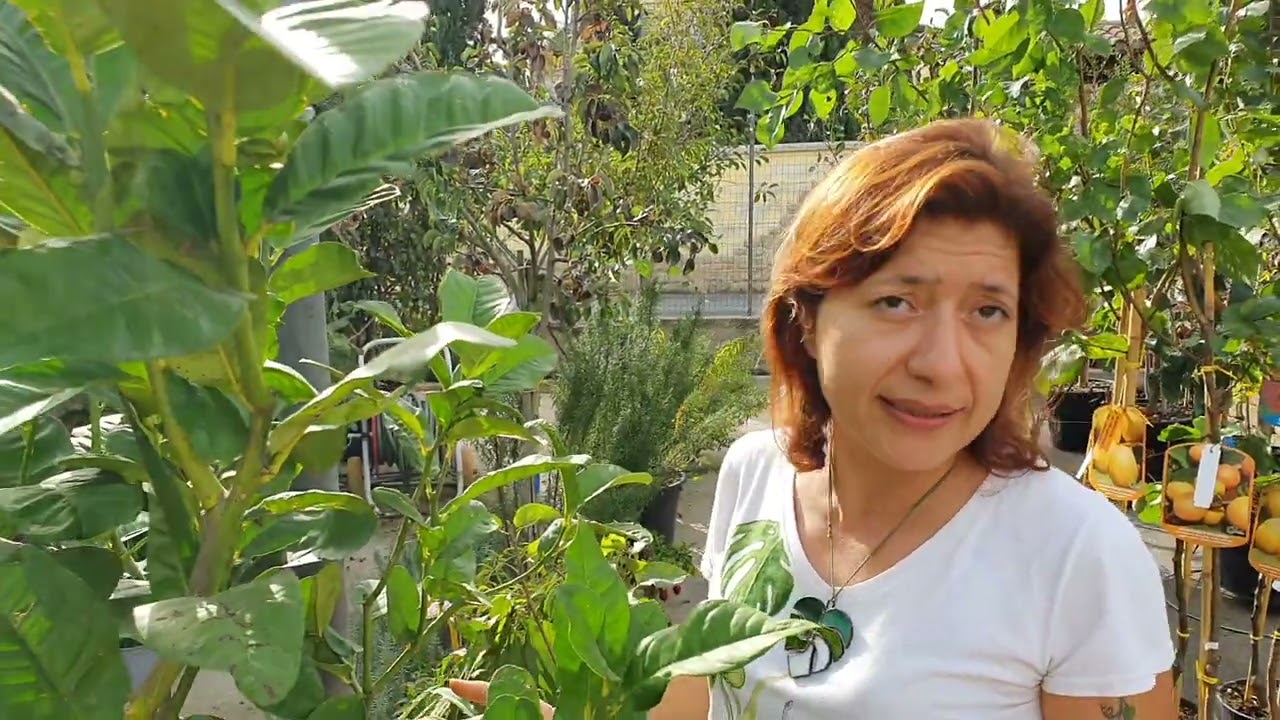 Come curare il cedro