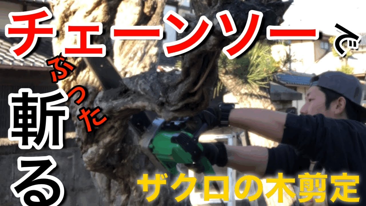 【庭手入れ‼️】ザクロの木を手入れします！！