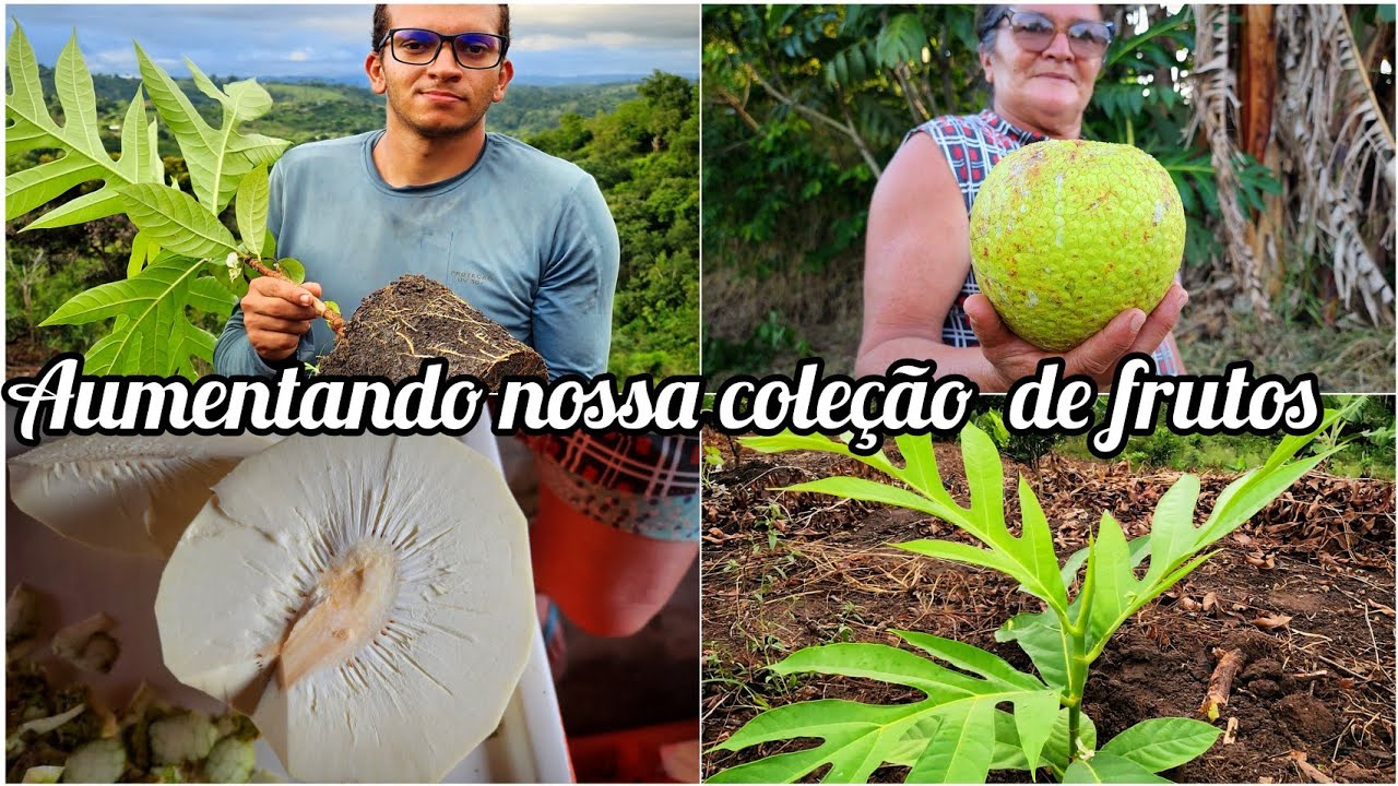 COLHEITA de fruta pão //como fazer mudas e plantando novos pés