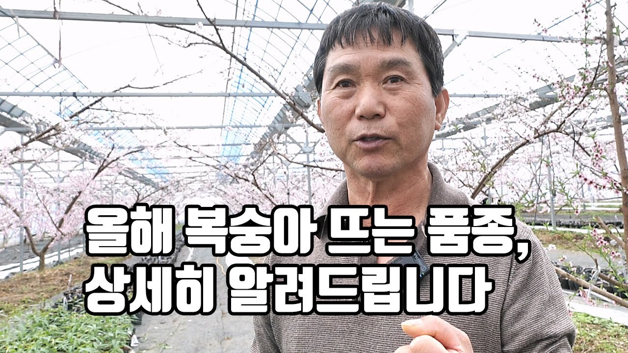 올해 복숭아 뜨는 품종, 상세히 알려드립니다