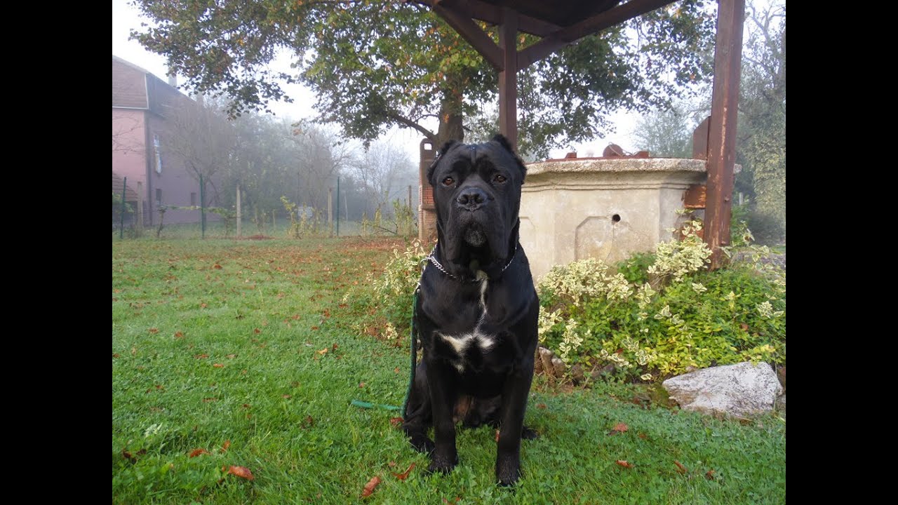CANE CORSO DIEGO TRENING