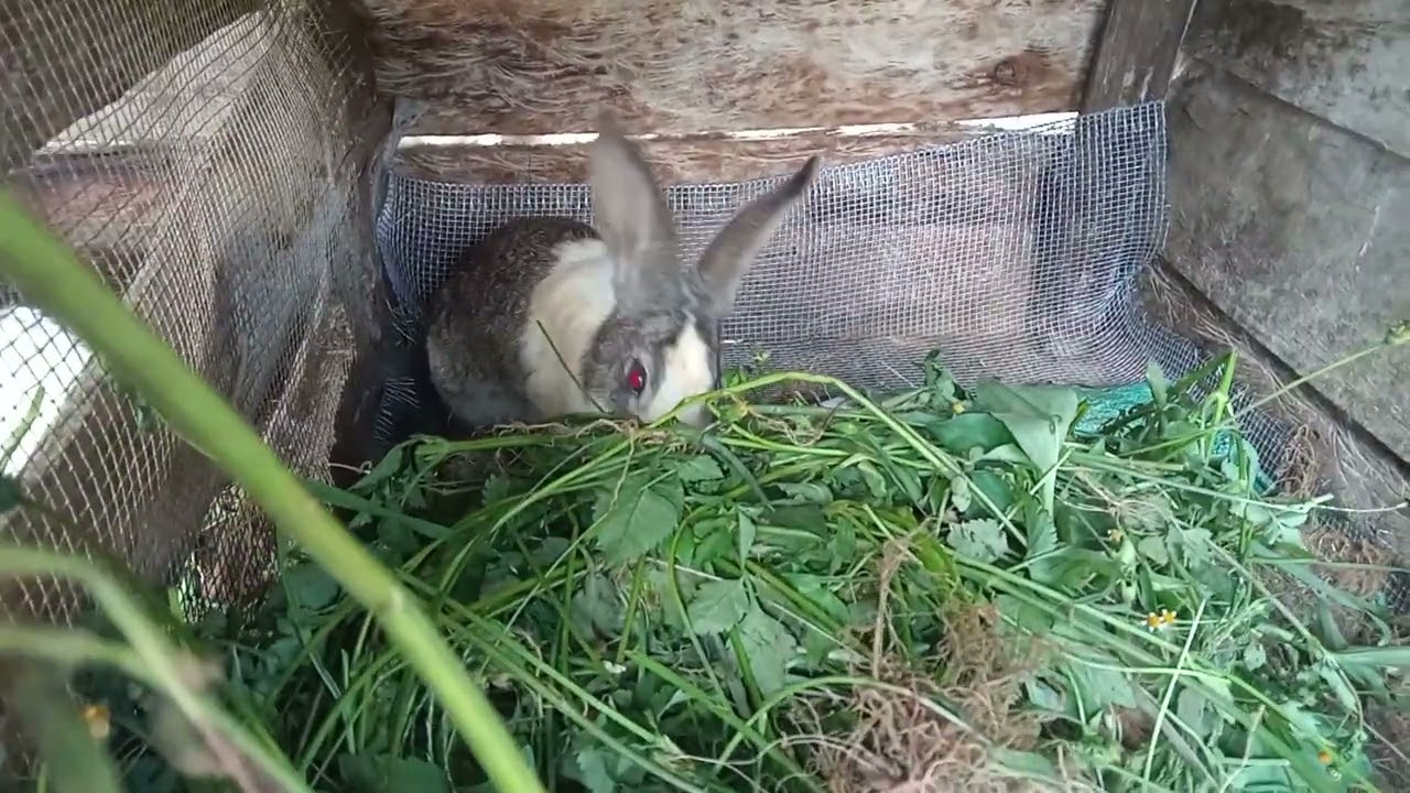 Benefits of Palatability in Rabbits Feeding