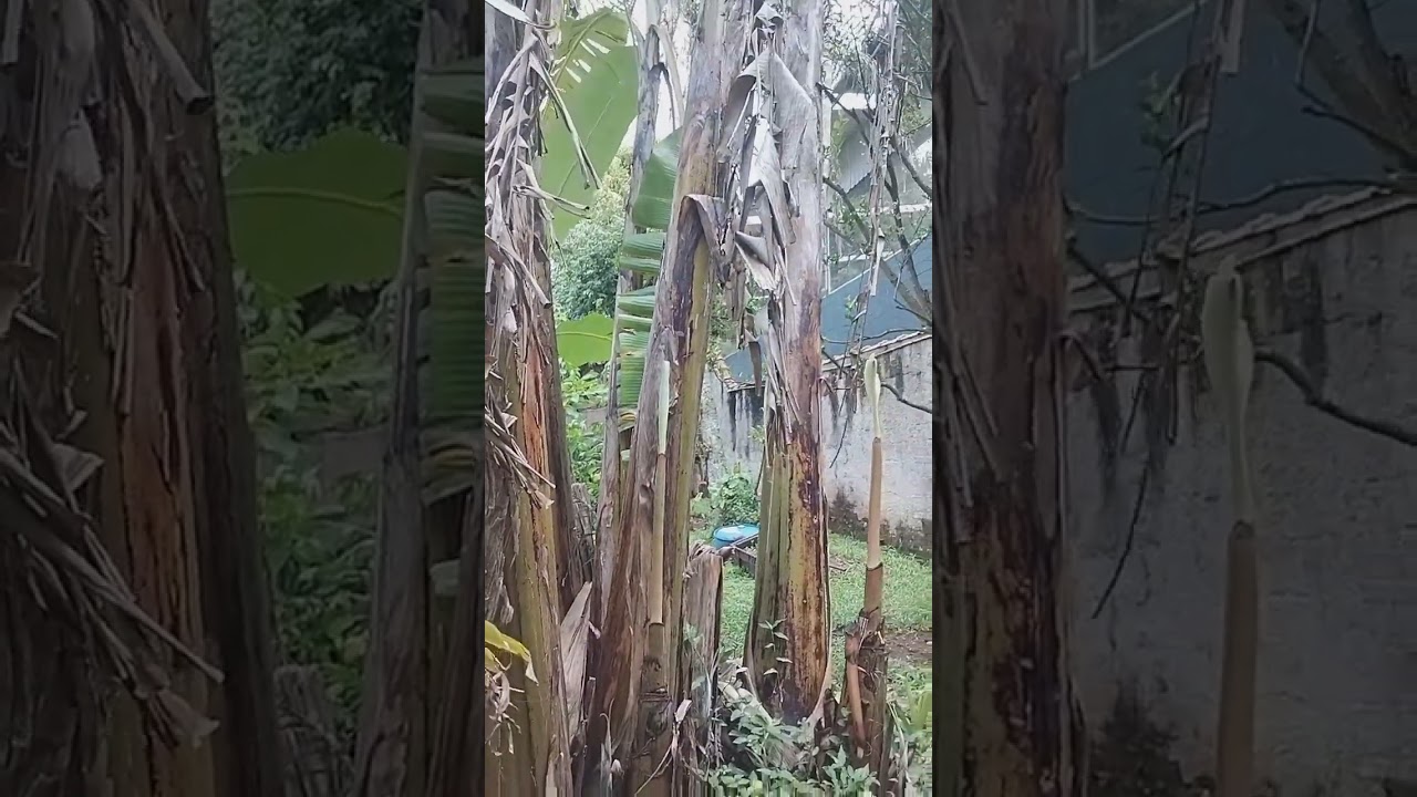 31 de janeiro de 2026