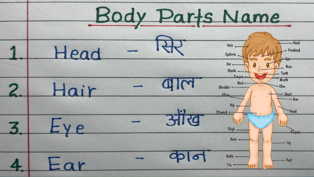 Body Parts Name | शरीर के अंगों के नाम | Body Parts Name in English and Hindi | All Body Parts Name
