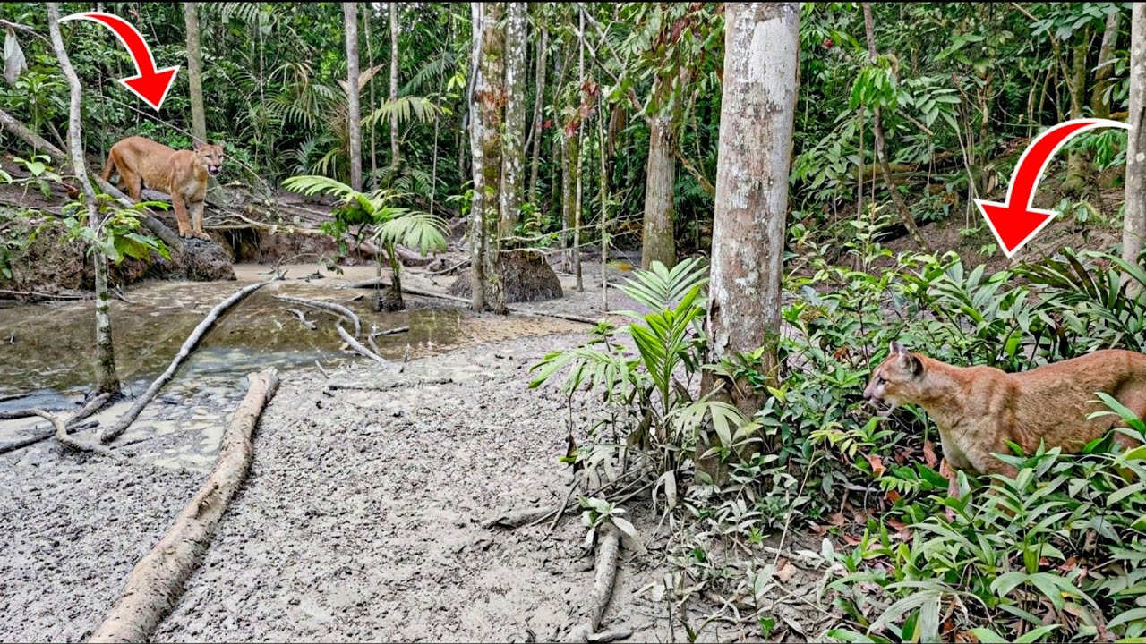 FLAGRANTE RARO: DUAS ONÇAS-PARDAS SE COMUNICANDO NO BARREIRO