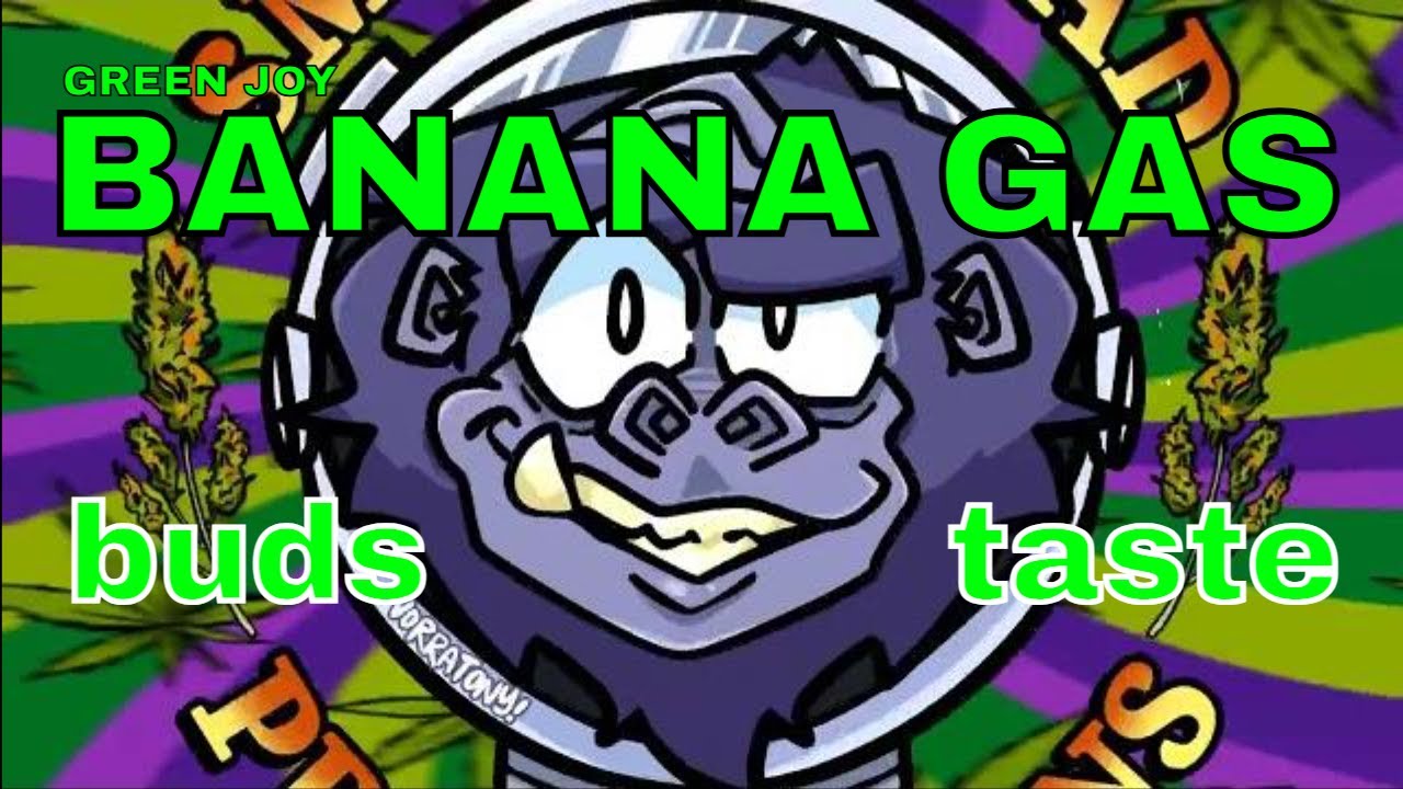 Green Joy Banana Gas BUDS & TASTE TEST