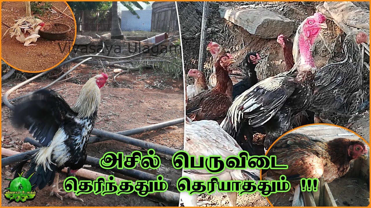 Pure Asil Peruvidai / அசில் பெருவிடை கிளிமூக்கு கோழிகள் தெரிந்ததும் தெரியாததும் ?