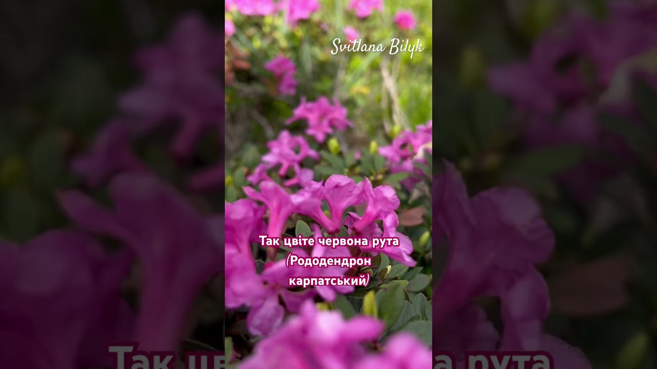 Так цвіте червона рута #червонарута #рута #світua #flowers