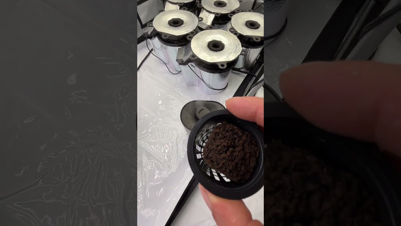 From germination into Hydrobuckets 