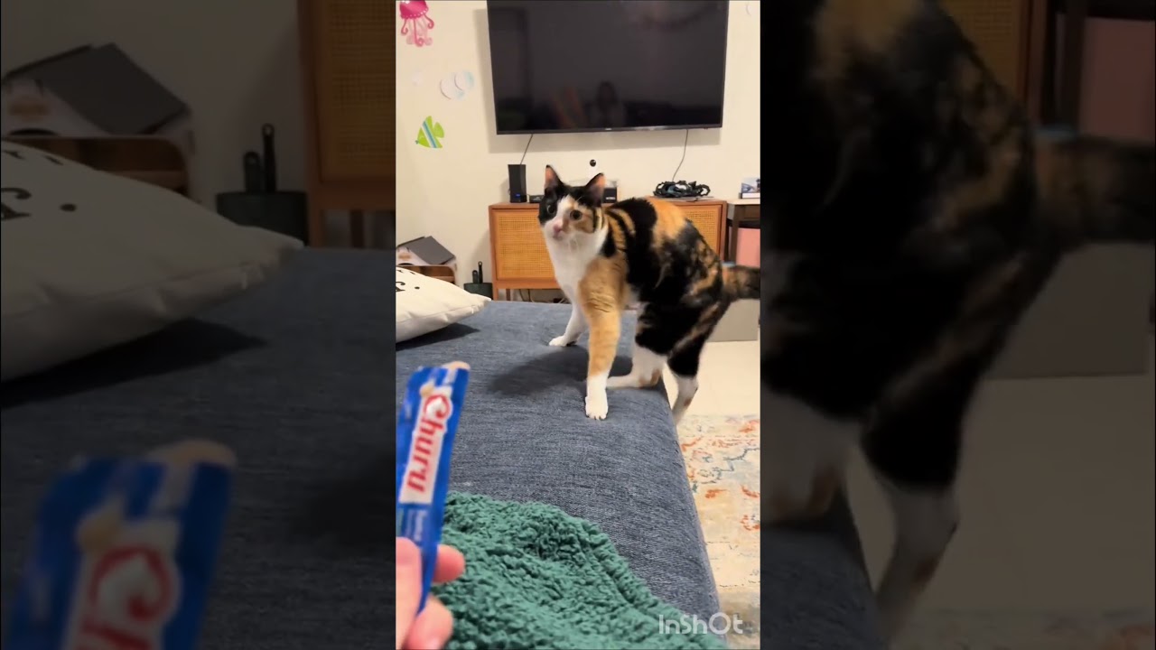 Pets shaking 🤣 