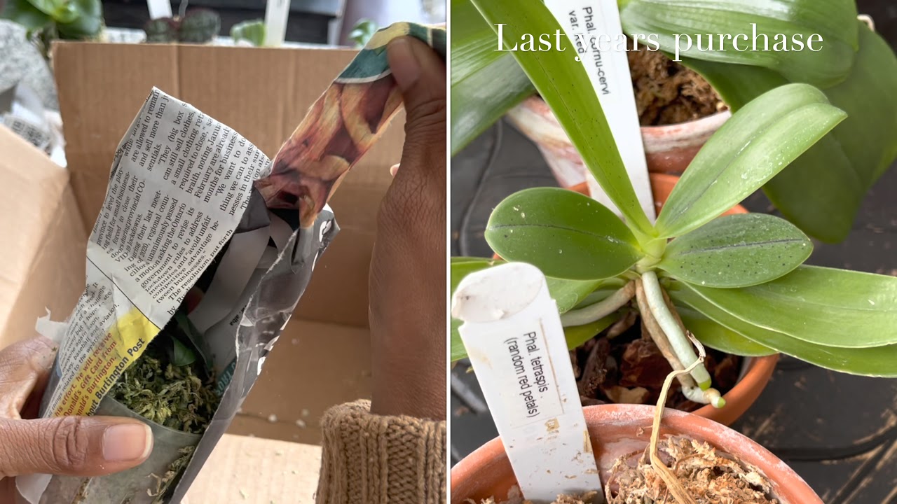 Orchid haul and Unboxing