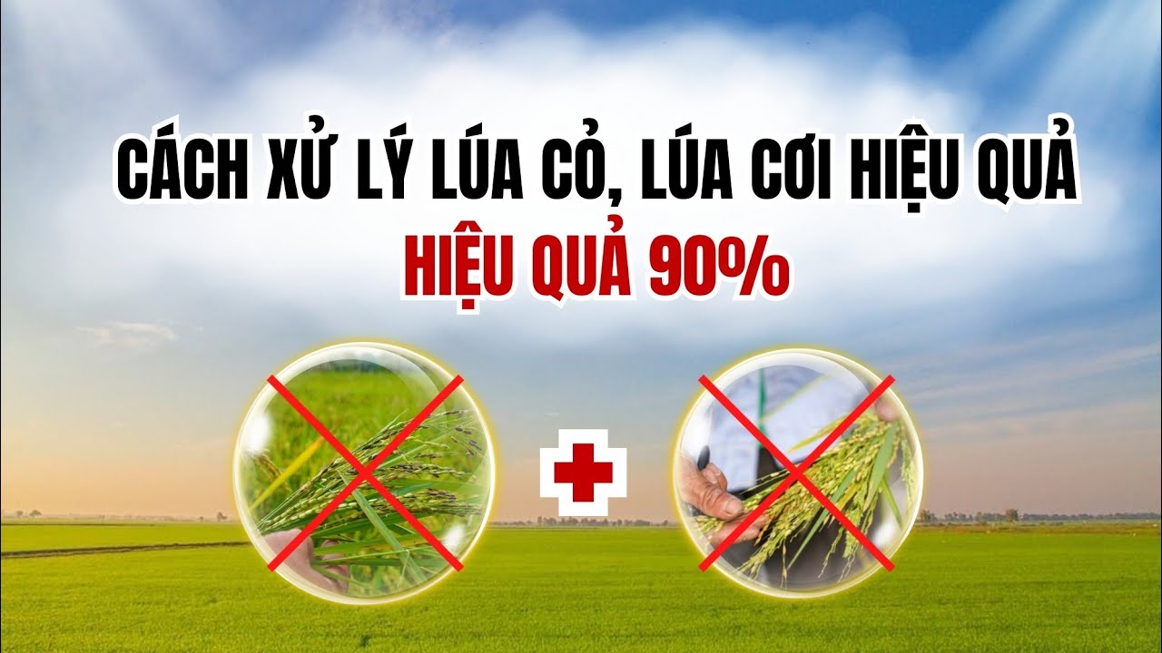 Cách Xử Lí Lúa Cỏ, Lúa Cơi Hiệu Quả Đến 90%