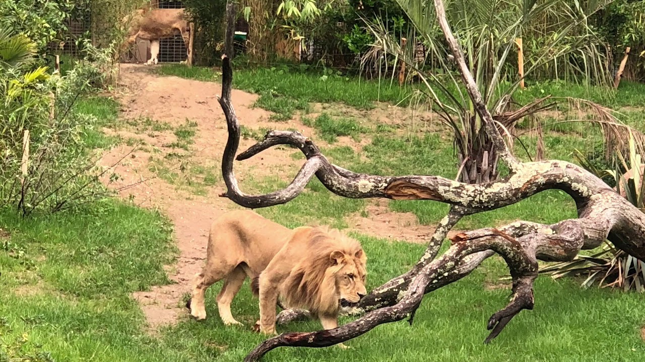 Zoo de La Fleche Serengeti Lodge 2018