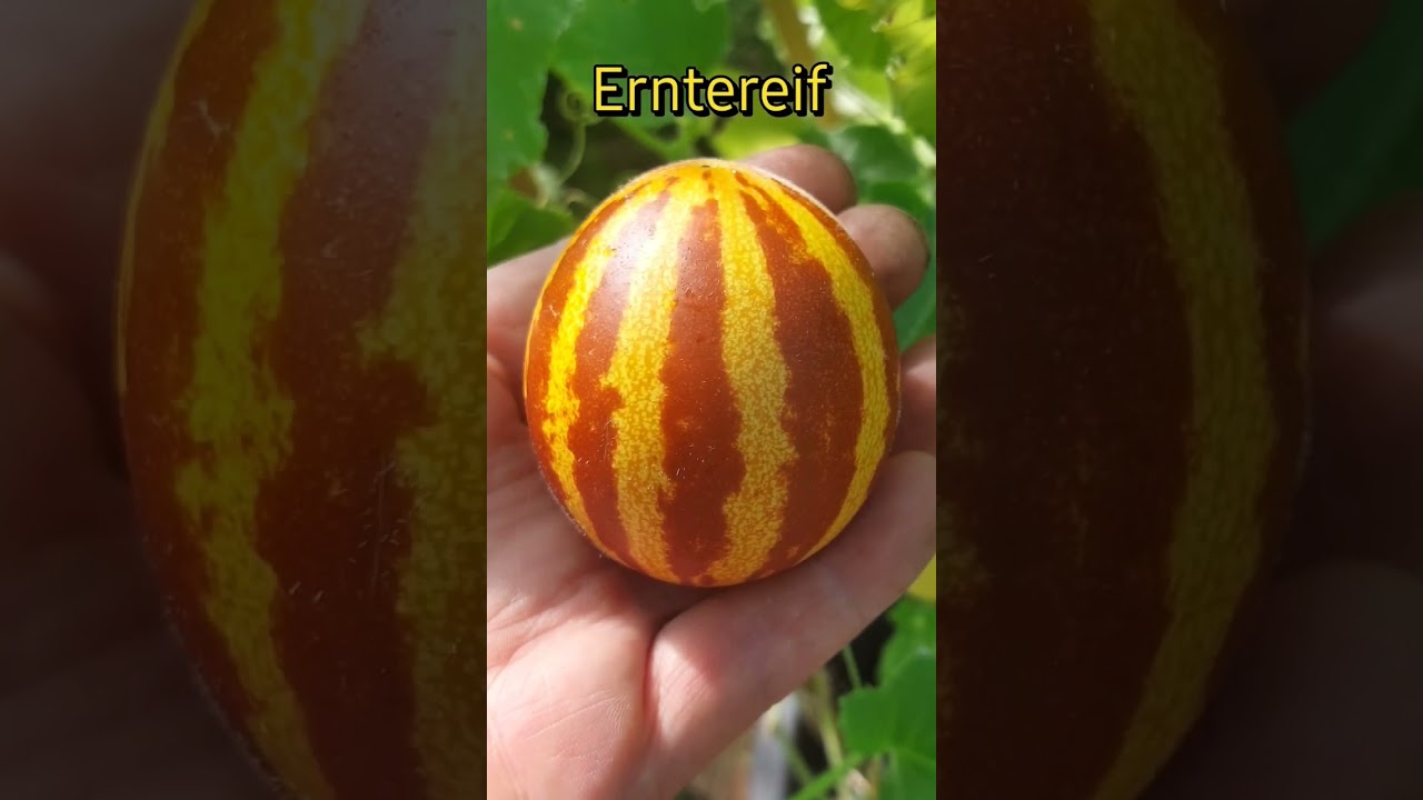 Zuckermelone Rich Sweetness geerntet #melon #richsweetness #garten #garden #tomato #2024