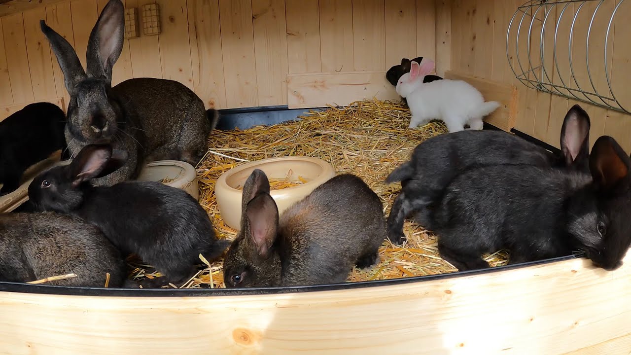 Kaninchen - mit welchem Alter schlachten