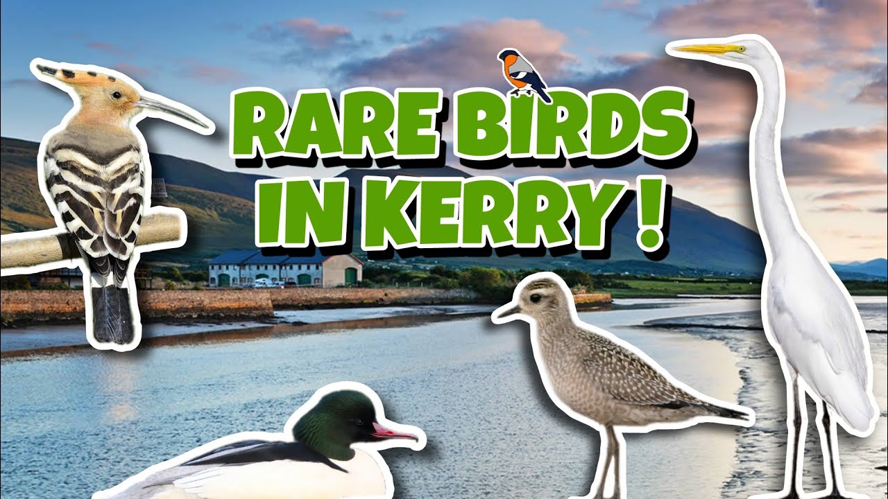 Seeing Rare Birds in County Kerry ! (Blennerville & Spa, Kerry, Ireland)