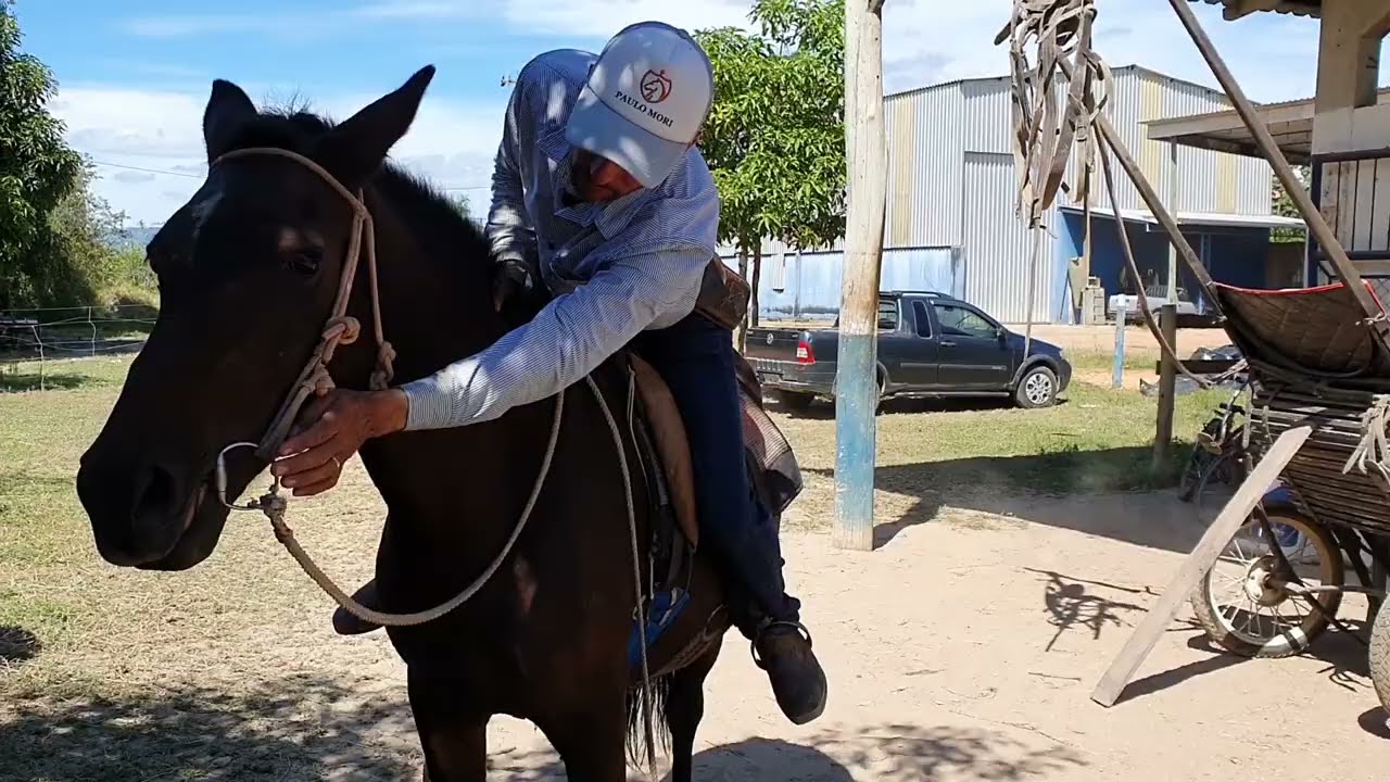Como fazer com cavalo empacador I Paulo Mori