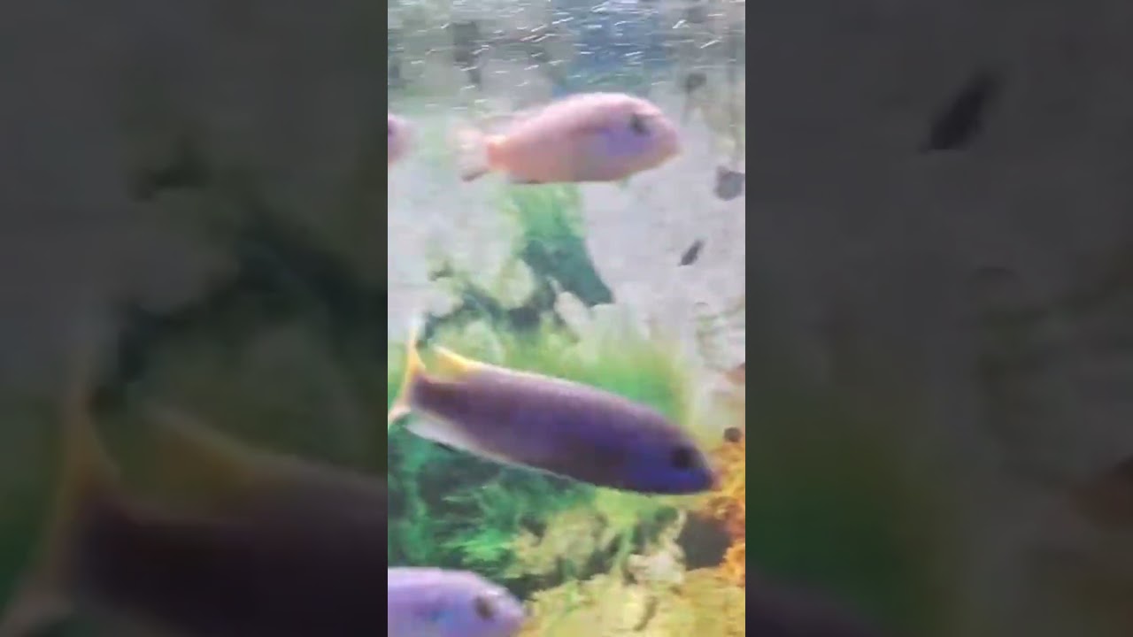 peces cíclidos africanos, son traídos del lago Malawi 