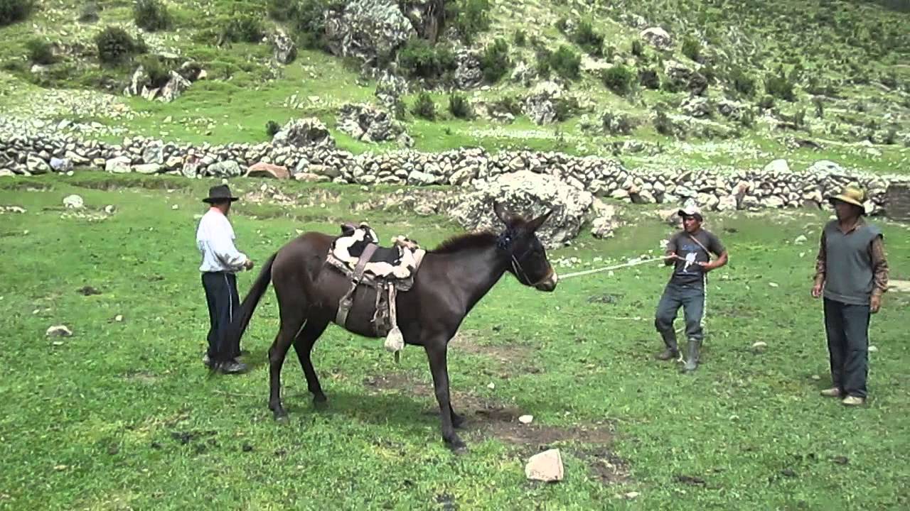 Domando la Mula Nerita en Ccocho - Antabamba - Apurimac.