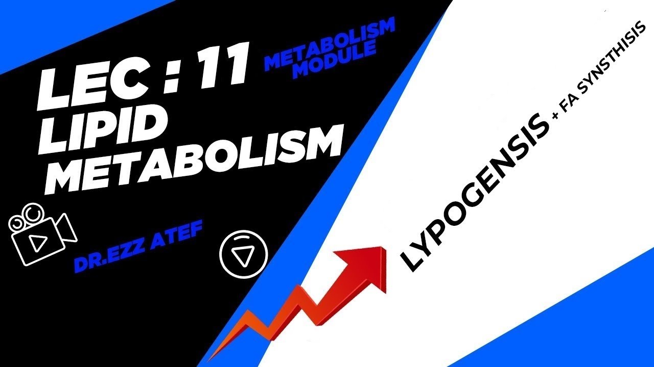 Biochemistry - 2nd year - Lec (11) lipogenesis| ketone body metabolism