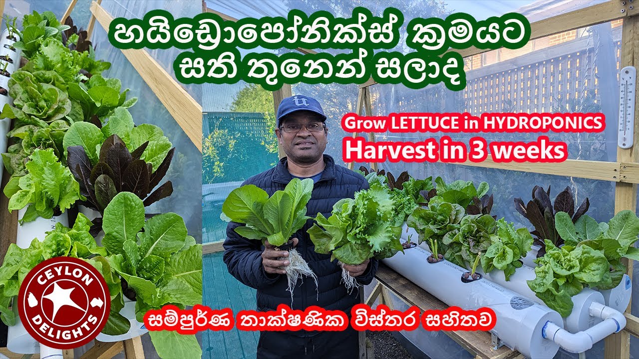 හයිඩ්‍රොපෝනික්ස්  ක්‍රමයට සති තුනෙන් සලාද | GROW LETTUCE IN HYDROPONICS & HARVEST IN 3 WEEKS