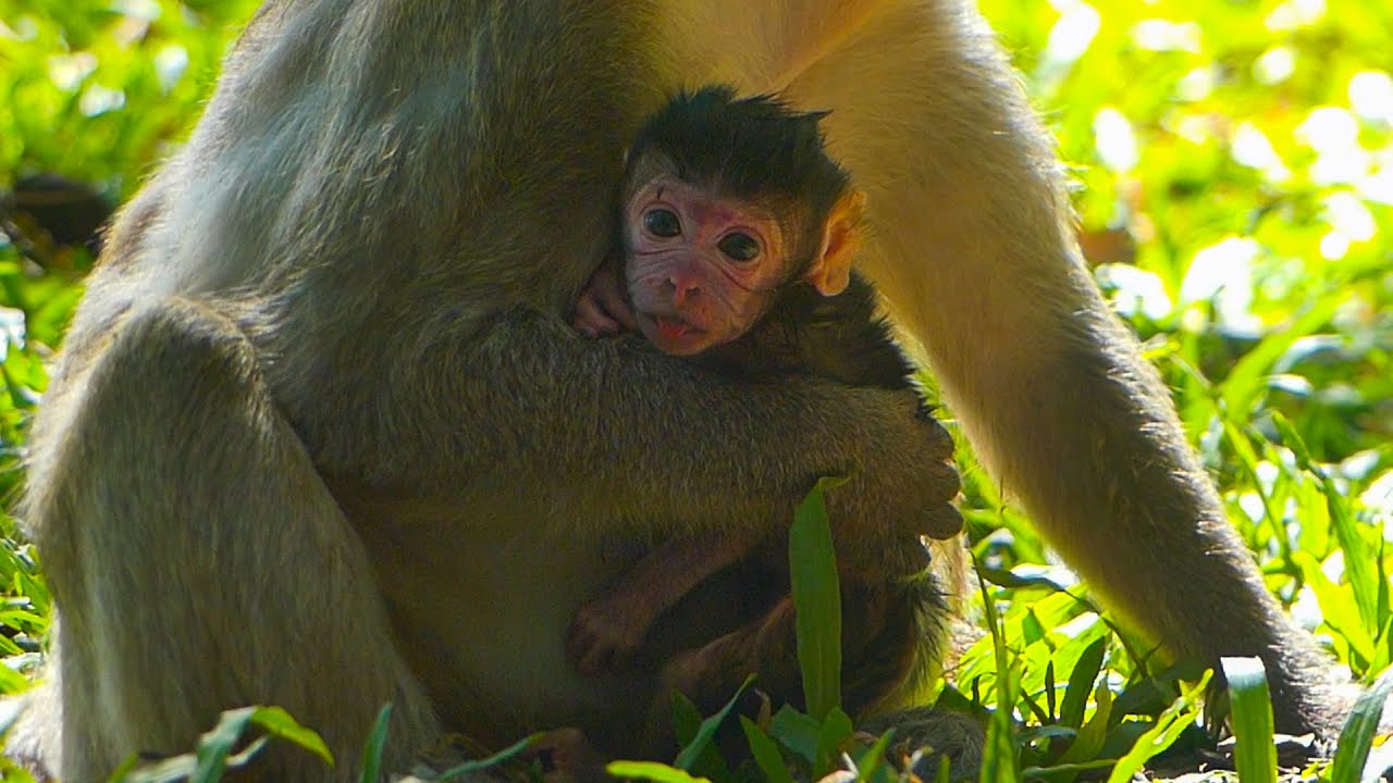 Jiva is adorable newborn baby of monkey Jazzy & Mama looks tired after giving birth