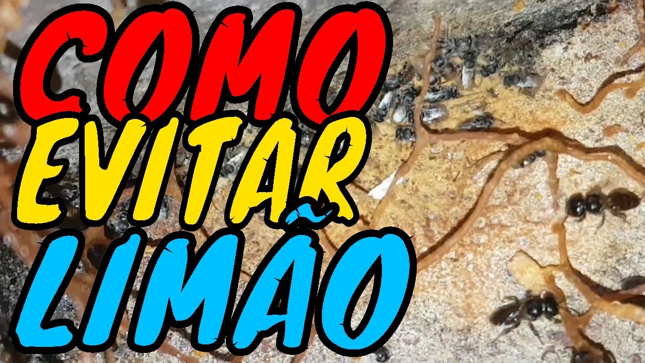 COMO EVITAR A CONTINUAÇÃO DO ATAQUE DE ABELHA LIMÃO / Resolvemos o Problema o Quanto Antes na Caixa
