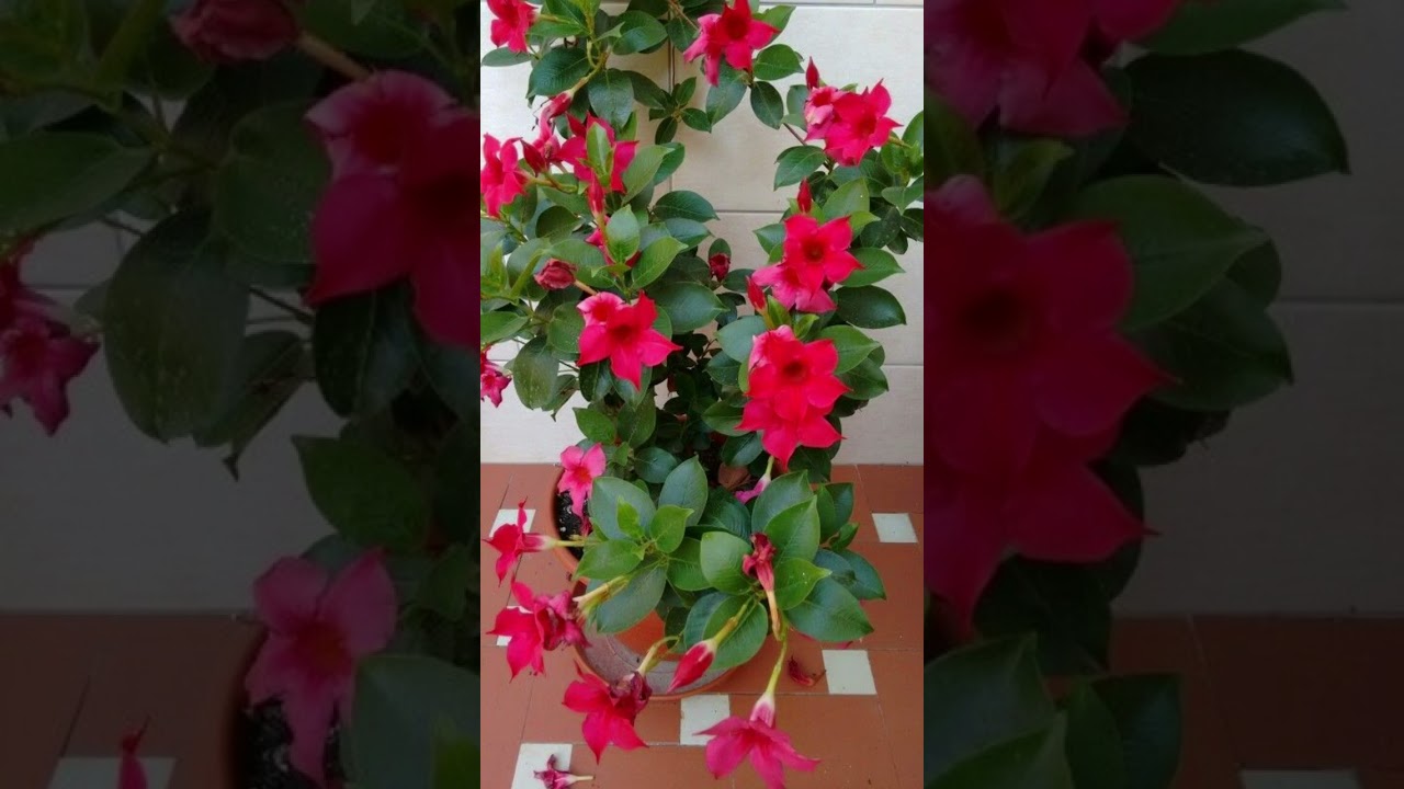 Australian Apocynaceae#shorts#redflower#apocynaceae