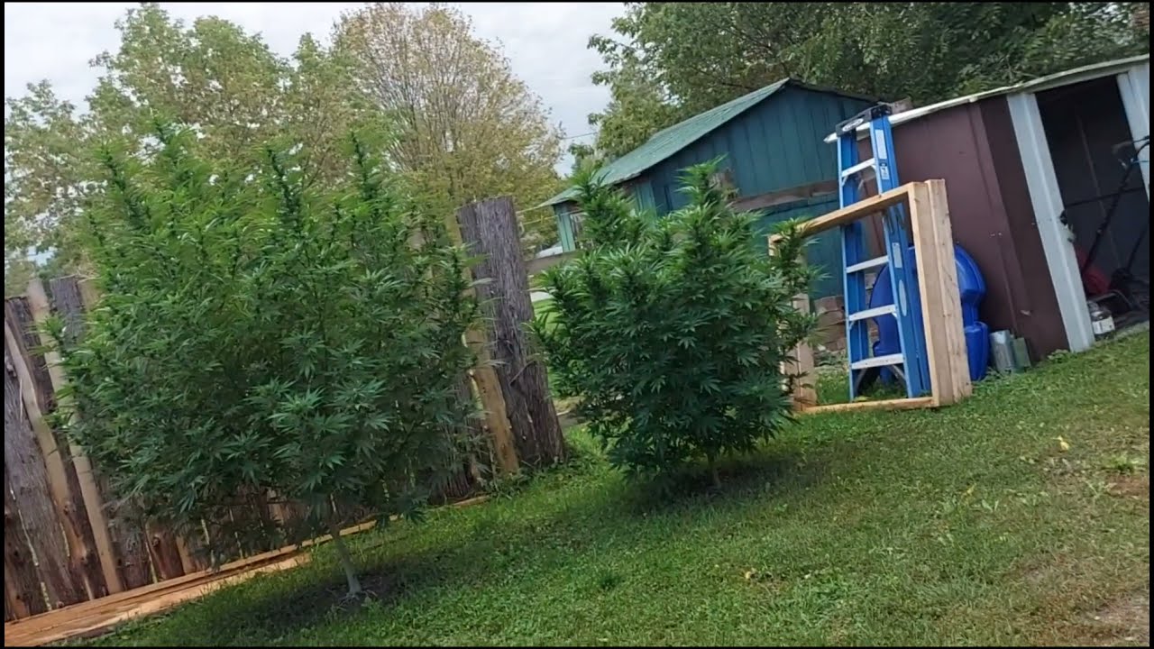 Green Crack outdoor grow ontario Canada 🇨🇦 where's the sunshine 🌞