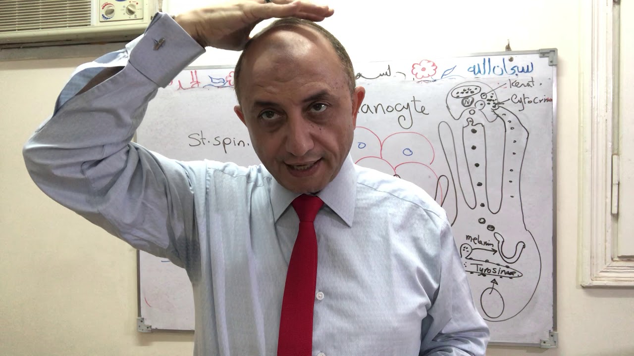 Skin- Melanocytes