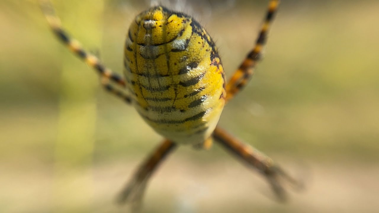 Along Came a Yellow Spider 🕷 Quiet Moments