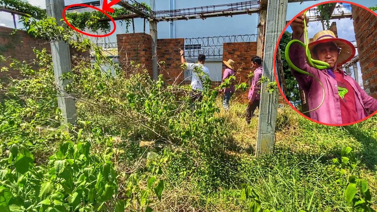 This cleaning team was so desperate to clear out house green snake, wild bee, What happened....??