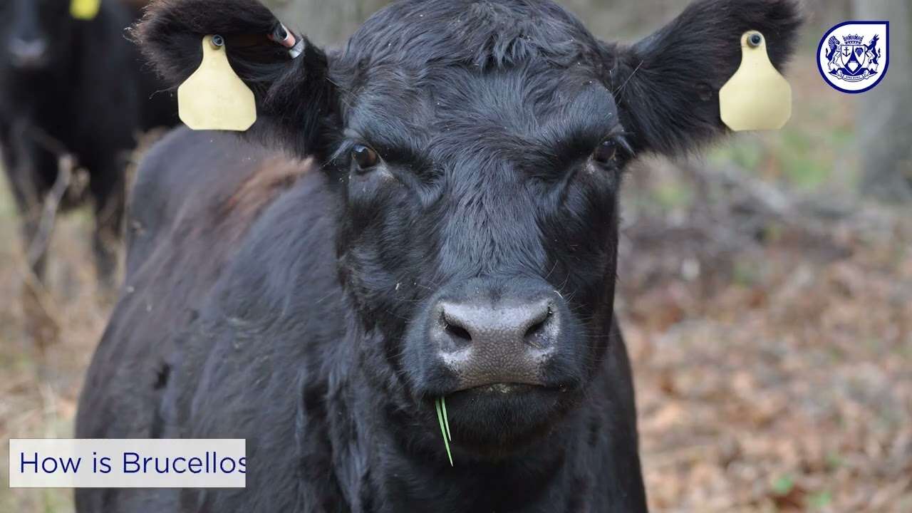 Brucellosis