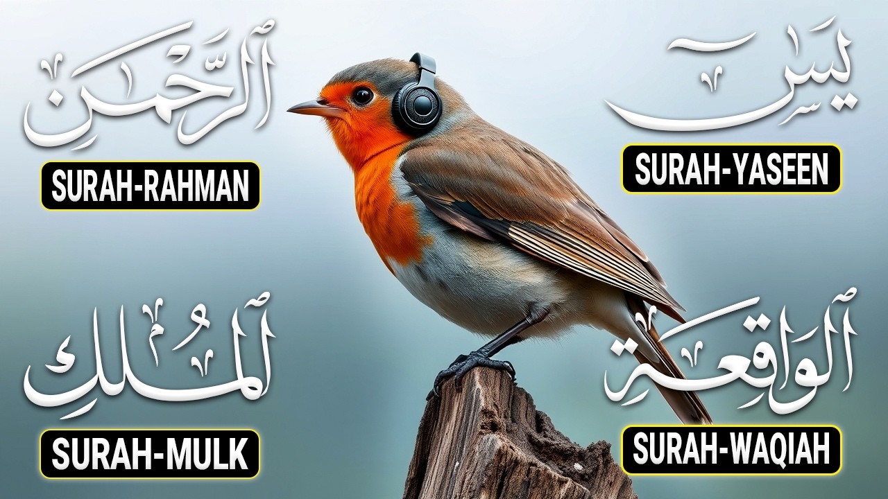 The Best Recitation Surah Yaseen Yasin Surah Rahman Surah Waqiah Surah Mulk - Ep32 DailyTilawat Tv